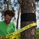 Tree Wear